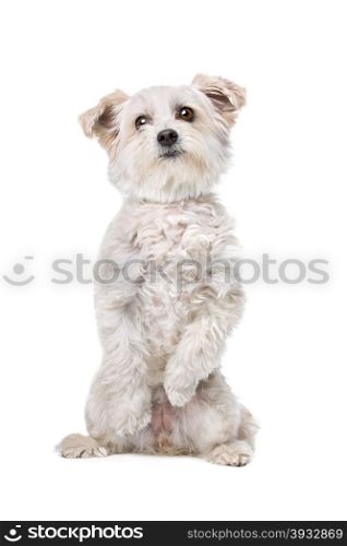Mixed breed dog. Mixed breed dog in front of a white background sitting on back paws
