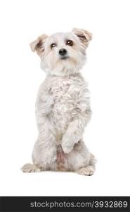 Mixed breed dog. Mixed breed dog in front of a white background sitting on back paws