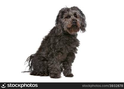 Mixed breed dog. Mixed breed dog in front of a white background