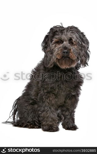 Mixed breed dog. Mixed breed dog in front of a white background