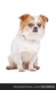 mixed breed dog. mixed breed dog in front of a white background