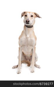 Mixed breed dog. Mixed breed dog in front of a white background