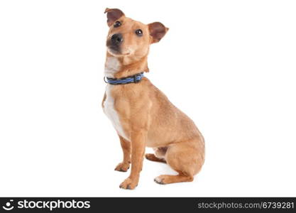 mixed breed dog. mixed breed dog in front of a white background