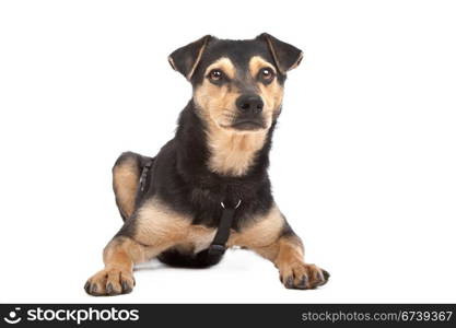 mixed breed dog. mixed breed dog in front of a white background