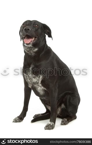 mixed-breed dog. mixed-breed dog in front of a white background