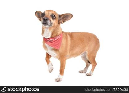 mixed breed dog. mixed breed dog in front of a white background