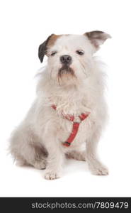 mixed breed dog. mixed breed dog in front of a white background