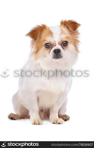 mixed breed dog. mixed breed dog in front of a white background