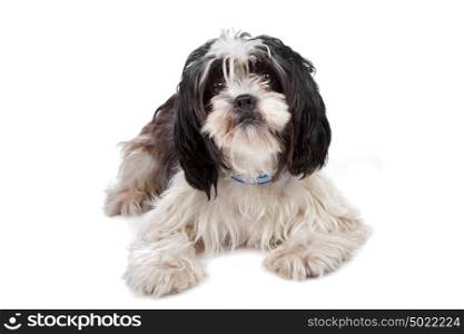 mixed breed dog. mixed breed dog isolated on white