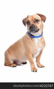 mixed breed dog. mixed breed dog, Jack Russel Terrier, pug
