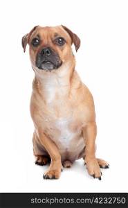 mixed breed dog. mixed breed dog, Jack Russel Terrier, pug