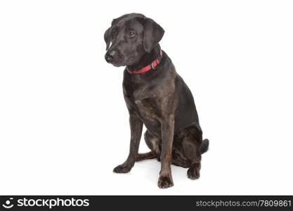mixed breed dog. mixed breed dog, Labrador and rottweiler, in front of a white background