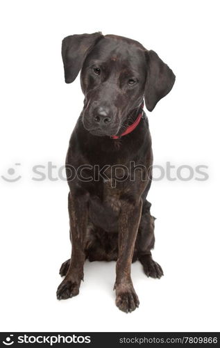 mixed breed dog. mixed breed dog, Labrador and rottweiler, in front of a white background