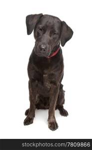 mixed breed dog. mixed breed dog, Labrador and rottweiler, in front of a white background