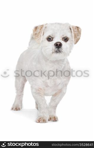 Mixed breed dog. Mixed breed dog.Maltese, Shih Tzu