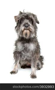mixed breed dog. mixed breed dog sitting in front of a white background