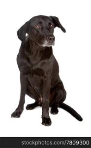 Mixed breed dog. Mixed breed dog sitting, isolated on a white background