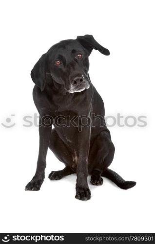 Mixed breed dog. Mixed breed dog sitting, isolated on a white background