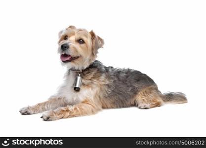 mixed breed dog. mixed breed dog,yorkshire terrier,maltese