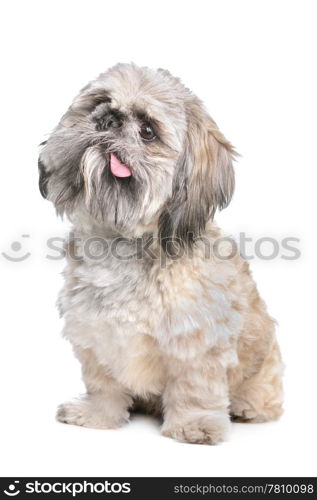 mixed breed dog. mixed breed of a shih tzu and pekingese dog