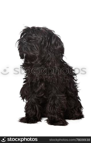 mixed breed dog. mixed breed, Yorkshire terrier and poodle, in front of a white background