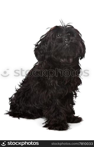mixed breed dog. mixed breed, Yorkshire terrier and poodle, in front of a white background