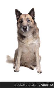 mixed breed dog of a husky and a German shepherd. mixed breed dog of a husky and a Belgian shepherd dog in front of a white background