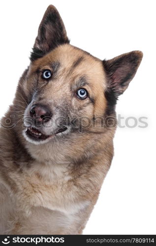 mixed breed dog of a husky and a German shepherd. mixed breed dog of a husky and a Belgian shepherd dog in front of a white background