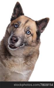 mixed breed dog of a husky and a German shepherd. mixed breed dog of a husky and a Belgian shepherd dog in front of a white background