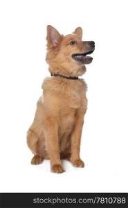 mixed breed dog,sheltie and Eurasier. mixed breed dog,sheltie and Eurasier in front of a white background