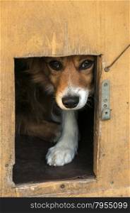 Mixed breed dog showing out his head from dog house wooden door