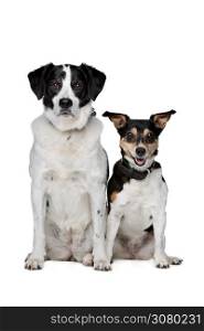 Mixed breed dog. two mixed breed dogs sitting in front of a white background