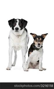 Mixed breed dog. two mixed breed dogs sitting in front of a white background