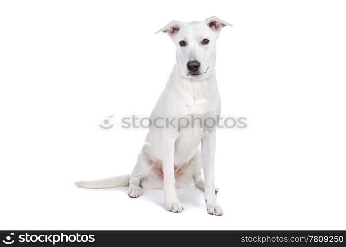 Mixed breed dog, white shepherd labrador. Mixed breeds white shepherd and labrador dog isolated on a white background