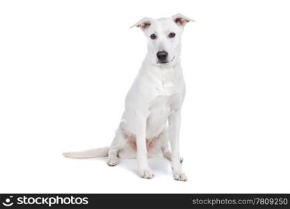 Mixed breed dog, white shepherd labrador. Mixed breeds white shepherd and labrador dog isolated on a white background