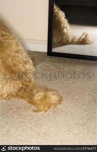 Mixed breed dogs tail with mirror in background.