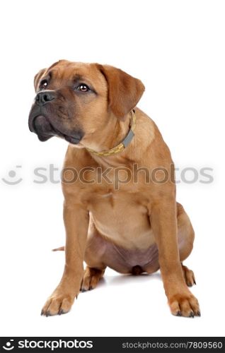 mixed breed Dogue de Bordeaux puppy isolated on white