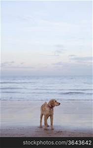 Mixed breed Golden Retriever-Poodle cross on beach in Herne Bay Kent