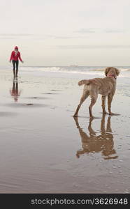 Mixed breed Golden Retriever-Poodle cross with owner on beach in Herne Bay Kent