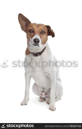 mixed breed jack russel terrier. mixed breed jack russel terrier dog on a white background