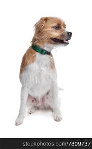 mixed breed jack russel terrier. mixed breed jack russel terrier dog on a white background