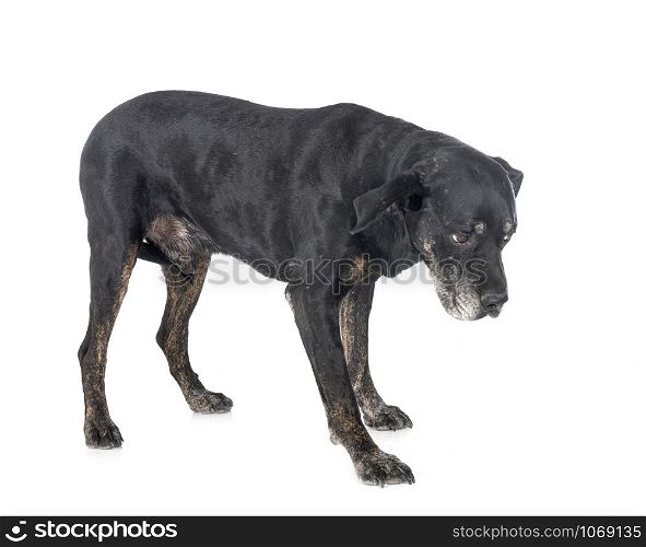 mixed-breed labrador retriever in front of white background