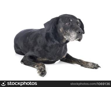 mixed-breed labrador retriever in front of white background