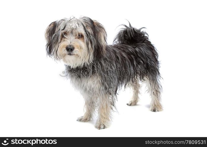 mixed breed maltese dog/yorkshire terrier isolated on white