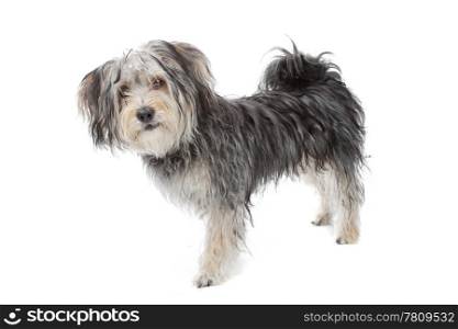 mixed breed maltese dog/yorkshire terrier isolated on white