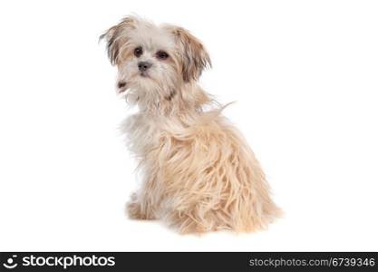 mixed breed mutt. mixed breed mutt in front of a white background