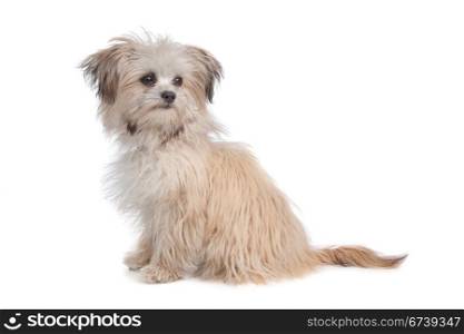 mixed breed mutt. mixed breed mutt in front of a white background