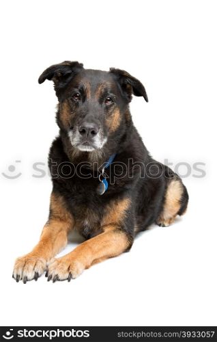 mixed breed old dog. mixed breed old dog laying in front of a white background