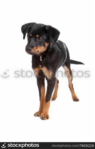 Mixed breed puppy. Front view of mixed breed puppy standing, isolated on a white background
