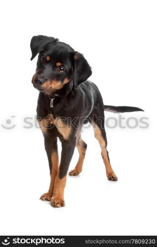 Mixed breed puppy. Front view of mixed breed puppy standing, isolated on a white background
